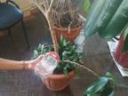 Акция "Аномальная жара: поможем растениям жить!"